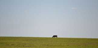 Farmers must do their homework before expanding into Africa