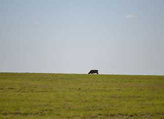 Farmers must do their homework before expanding into Africa