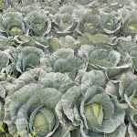 Food inflation increases by more than 10% in Kenya