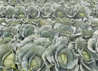 Food inflation increases by more than 10% in Kenya