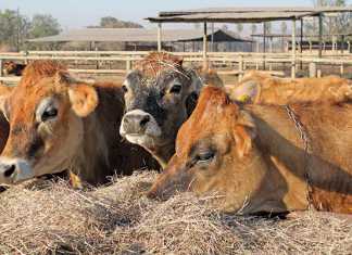 Understanding fodder flow