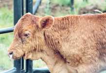 Lumpy skin disease, three-day stiff sickness outbreaks in SA Lumpy skin disease, three-day stiff sickness outbreaks in SA