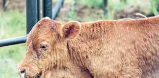 Lumpy skin disease, three-day stiff sickness outbreaks in SA