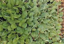 Making-an-effective-spray-mixture