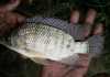 Nile-tilapia-in-venda