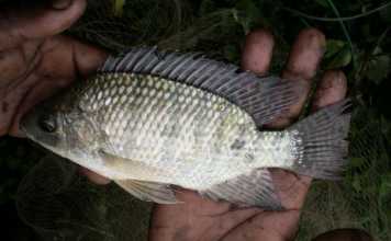 Nile-tilapia-in-venda
