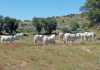 Namibia’s first Romagnola stud Ongeama-Romagnolas-cattle