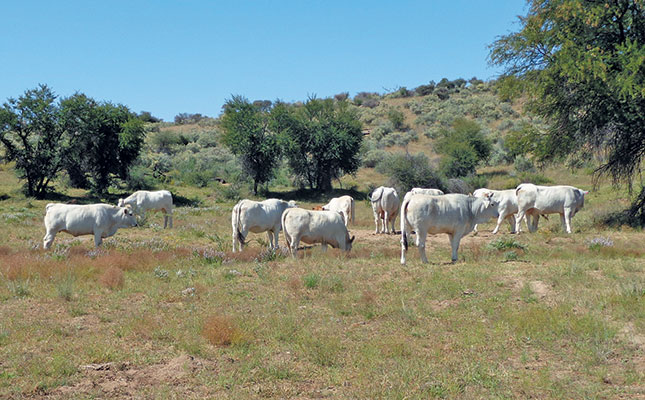 Namibia’s first Romagnola stud Namibia’s first Romagnola stud