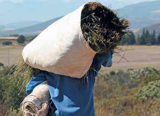 Rooibos-Heritage-Route-