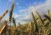 SA’s wheat import duty to be revised down by 25%