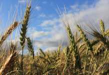 SA’s wheat import duty to be revised down by 25% SA’s wheat import duty to be revised down by 25%