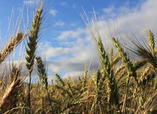 SA’s wheat import duty to be revised down by 25%