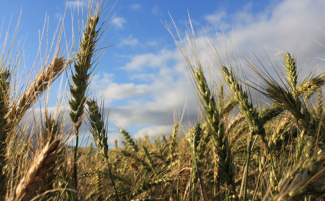 SA’s wheat import duty to be revised down by 25% SA’s wheat import duty to be revised down by 25%