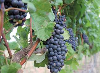 Steep increase in sin tax increase will challenge wine industry