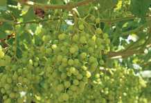 SAFE farms top last year’s figures SAFE farms top last year’s figures