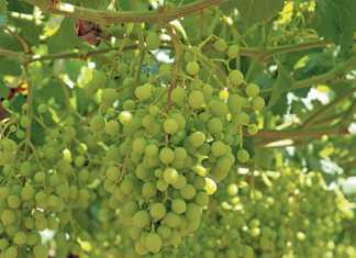 SAFE farms top last year’s figures