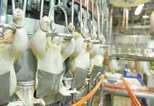 US poultry imports – the facts