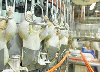 US poultry imports – the facts