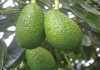 Growing the European market for avocados Growing the European market for avocados
