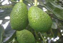 Growing the European market for avocados