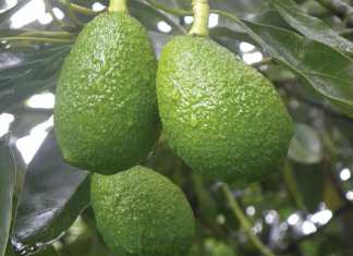 Growing the European market for avocados