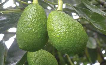 Growing the European market for avocados