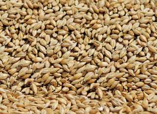 Compiling a fertilisation programme for a barley crop