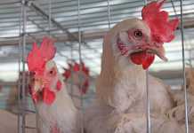 China bird flu outbreak peaks