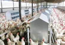 US chicken farmers sue poultry companies for alleged corruption