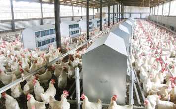 US chicken farmers sue poultry companies for alleged corruption