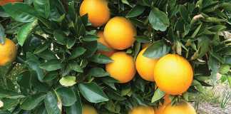 CGA Citrus Summit