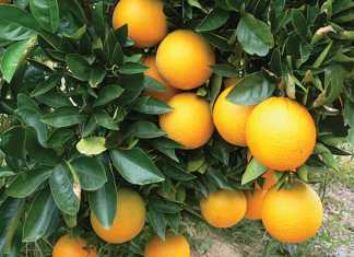 CGA Citrus Summit