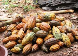 Ghana aims for 1,5 million farm jobs in two years