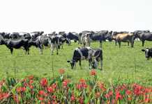 Clover explains reasons behind raw milk supply restructuring Clover explains reasons behind raw milk supply restructuring