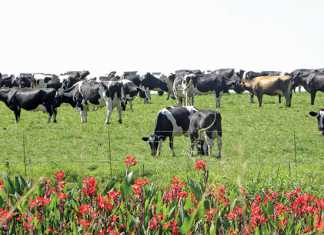 Clover explains reasons behind raw milk supply restructuring