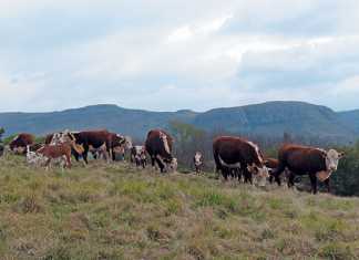 Resurrecting the Nagenoeg Polled Hereford Stud