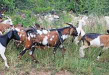 Basic goat health management: all you need to know