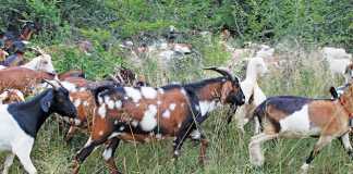 Basic goat health management: all you need to know