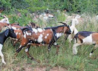 Basic goat health management: all you need to know
