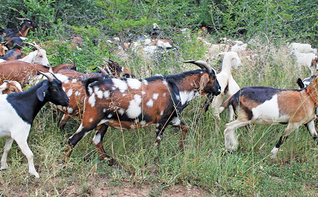Basic goat health management: all you need to know Basic goat health management: all you need to know