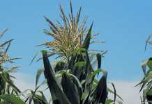 Senwes lists on additional stock exchange ZAR X Senwes lists on additional stock exchange ZAR X