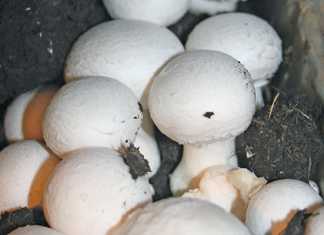 R11,3 million mushroom project launched in Ghana