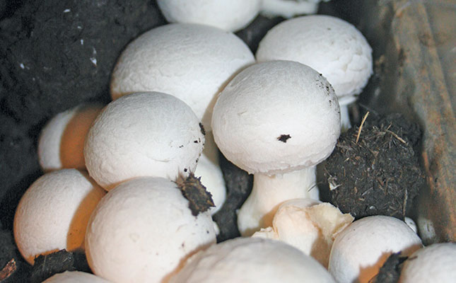 R11,3 million mushroom project launched in Ghana R11,3 million mushroom project launched in Ghana