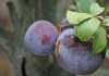 Market for SA plums strong despite smaller fruit Market for SA plums strong despite smaller fruit