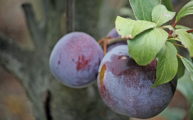Market for SA plums strong despite smaller fruit Market for SA plums strong despite smaller fruit