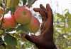 Stronger rand a spanner in the works for pome fruit exports