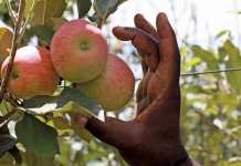 Stronger rand a spanner in the works for pome fruit exports