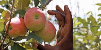 Stronger rand a spanner in the works for pome fruit exports