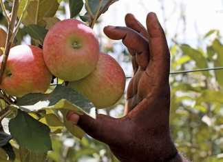 Stronger rand a spanner in the works for pome fruit exports