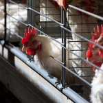 EU dismisses poor quality claims of export chicken to SA